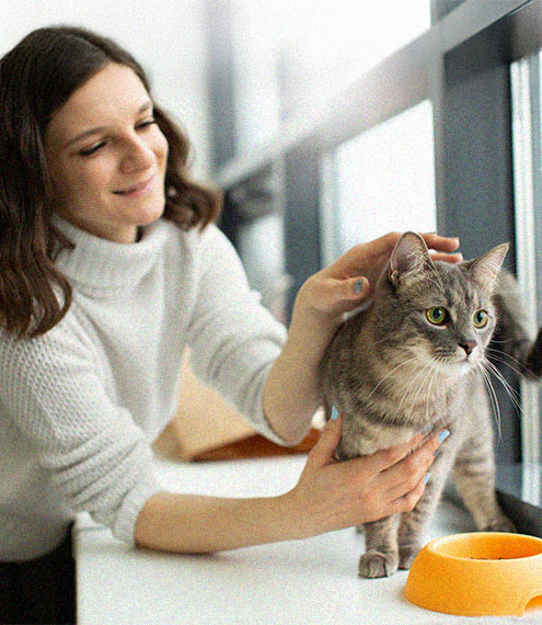 Preparativos esenciales para viajar con gatos en coche